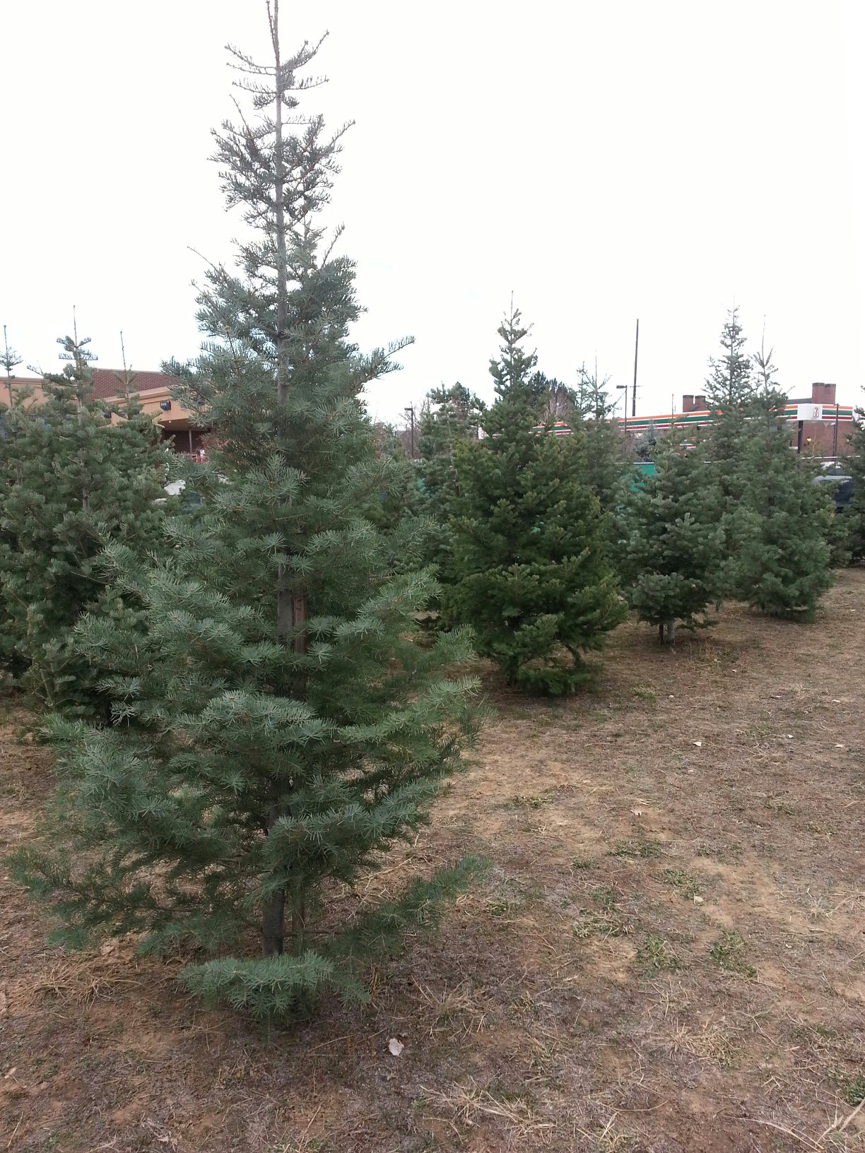 Line of Christmas Trees in lot